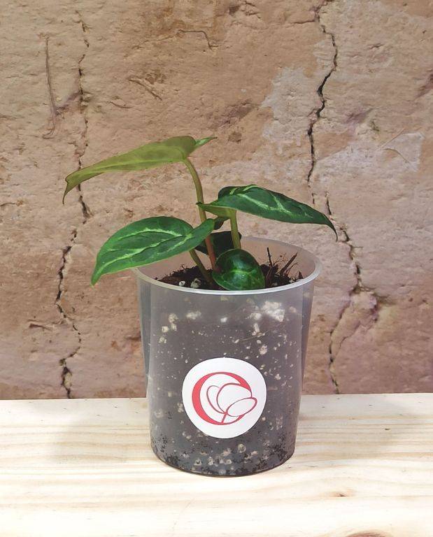 Anthurium Silver Blush Medium D. 14cm H. 0cm - Plante d'intérieur - IndoorPoppies - Image 6