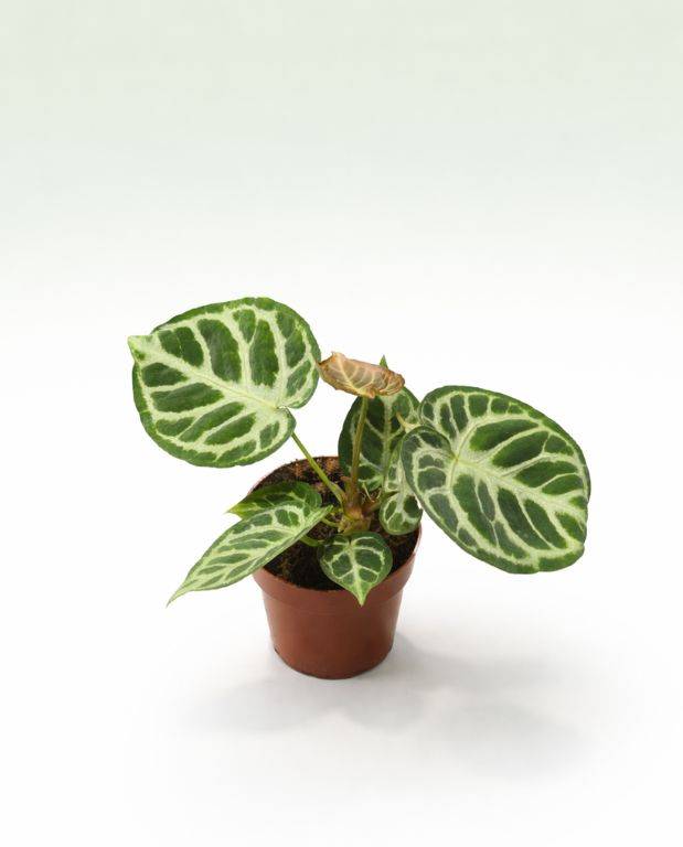 Anthurium Silver Blush Medium D. 14cm H. 0cm - Plante d'intérieur - IndoorPoppies - Image 1