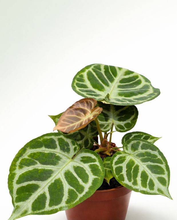 Anthurium Silver Blush Medium D. 14cm H. 0cm - Plante d'intérieur - IndoorPoppies - Image 4