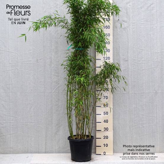 Promesse de Fleurs - Fargesia denudata Lancaster 1 - Bambou non traçant. Pot de 12L/15L - Image 2