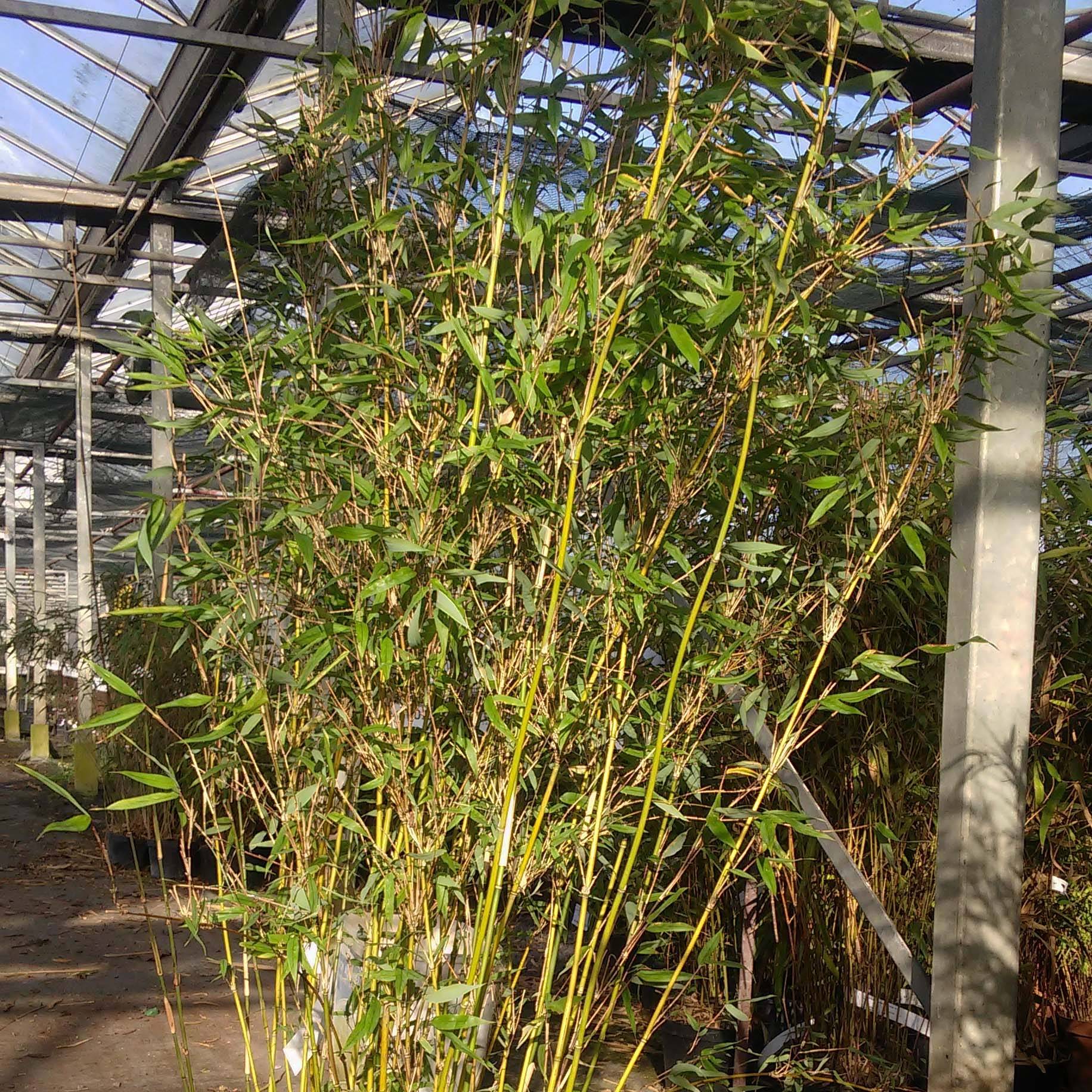 Promesse de Fleurs - Fargesia denudata Lancaster 1 - Bambou non traçant. Pot de 12L/15L - Image 1