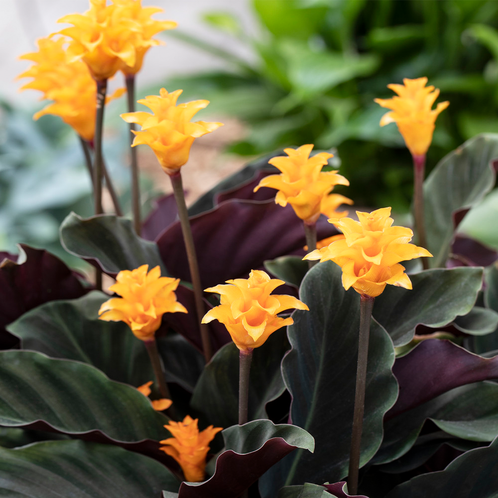 Gardenersdream - Calathea Crocata Plante D'Intérieur –  Calathéa Safrané Vivante En Pot De 14 Cm - GardenersDream - Imagen 1