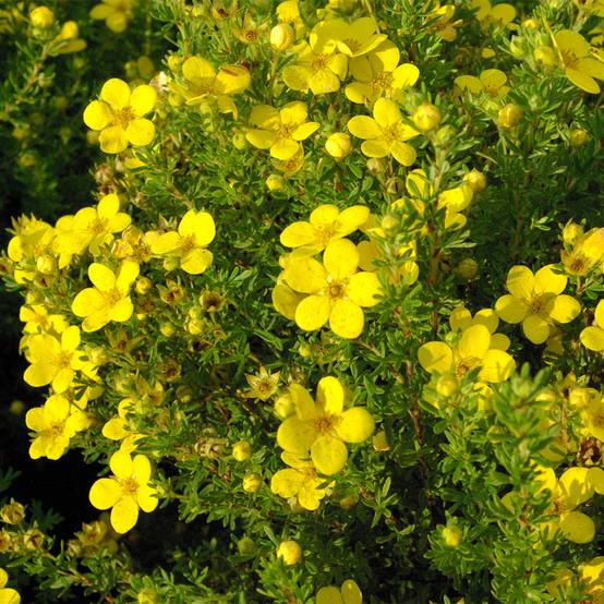 Potentille arbustive Bella Lindsey - Potentilla fruticosa Godet de 8/9 cm