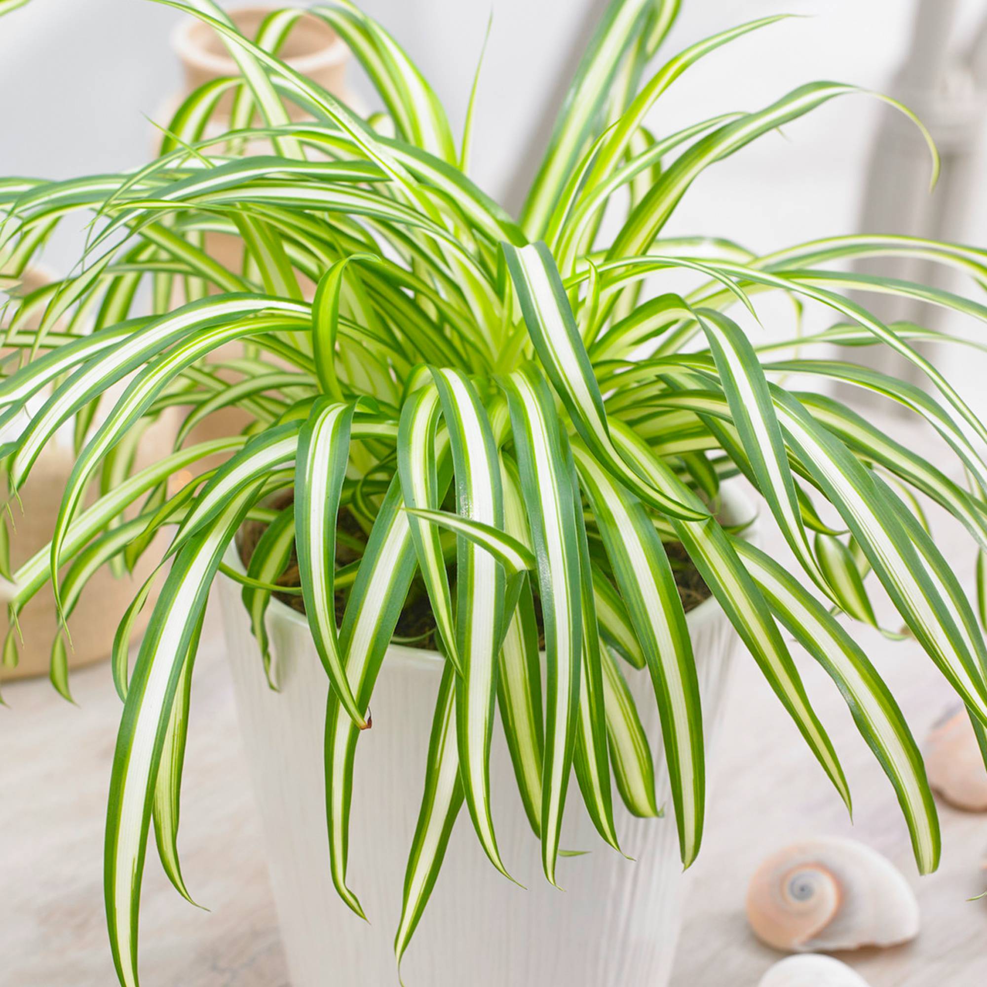 Gardenersdream - Chlorophytum Variegatum - Plante Araignée | Cadeau Plante D'Intérieur (De 20 À 30 Cm Pot Inclus) - GardenersDream - Imagen 1