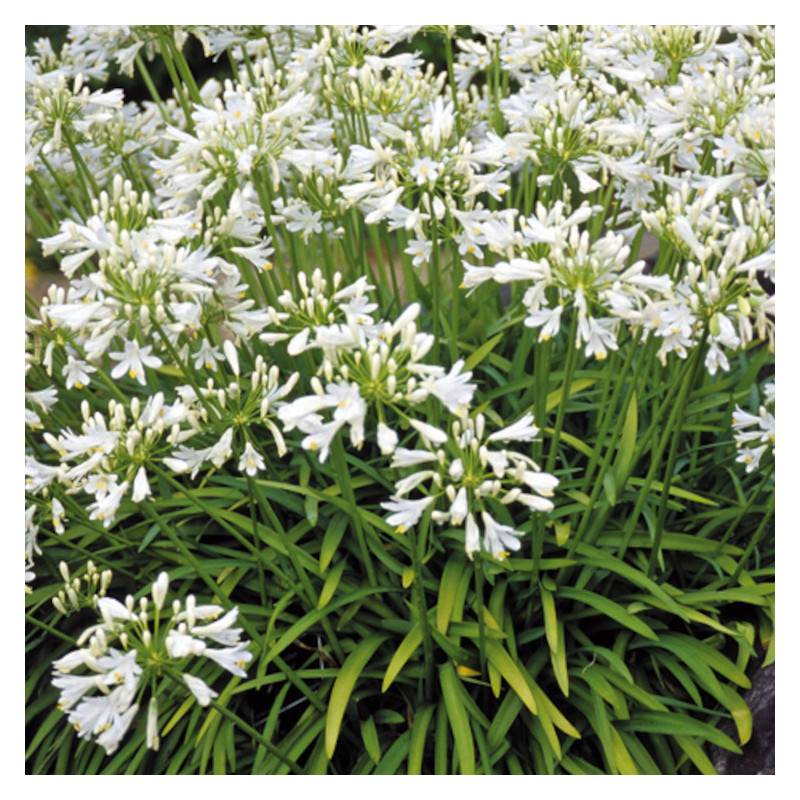 Agapanthe Getty White à fleurs Blanche/ - feuillage Caduc - Godet - 5/20 cm - Imagen 2