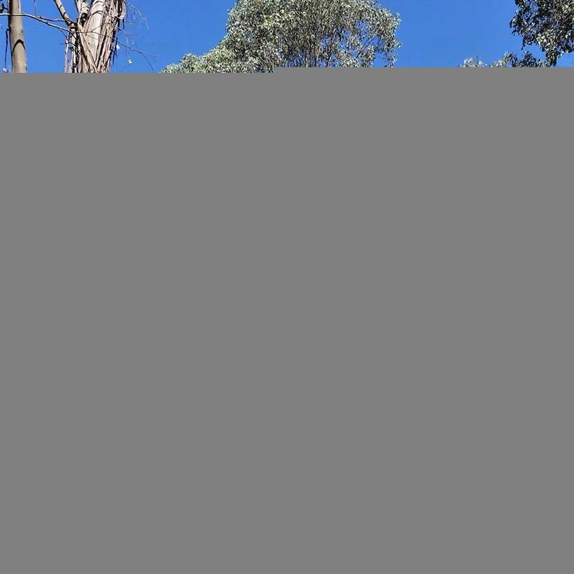 Eucalyptus camphora subsp camphora - Gommier des marais Pot de 4L/5L, Pot anti-chignon - Image 1