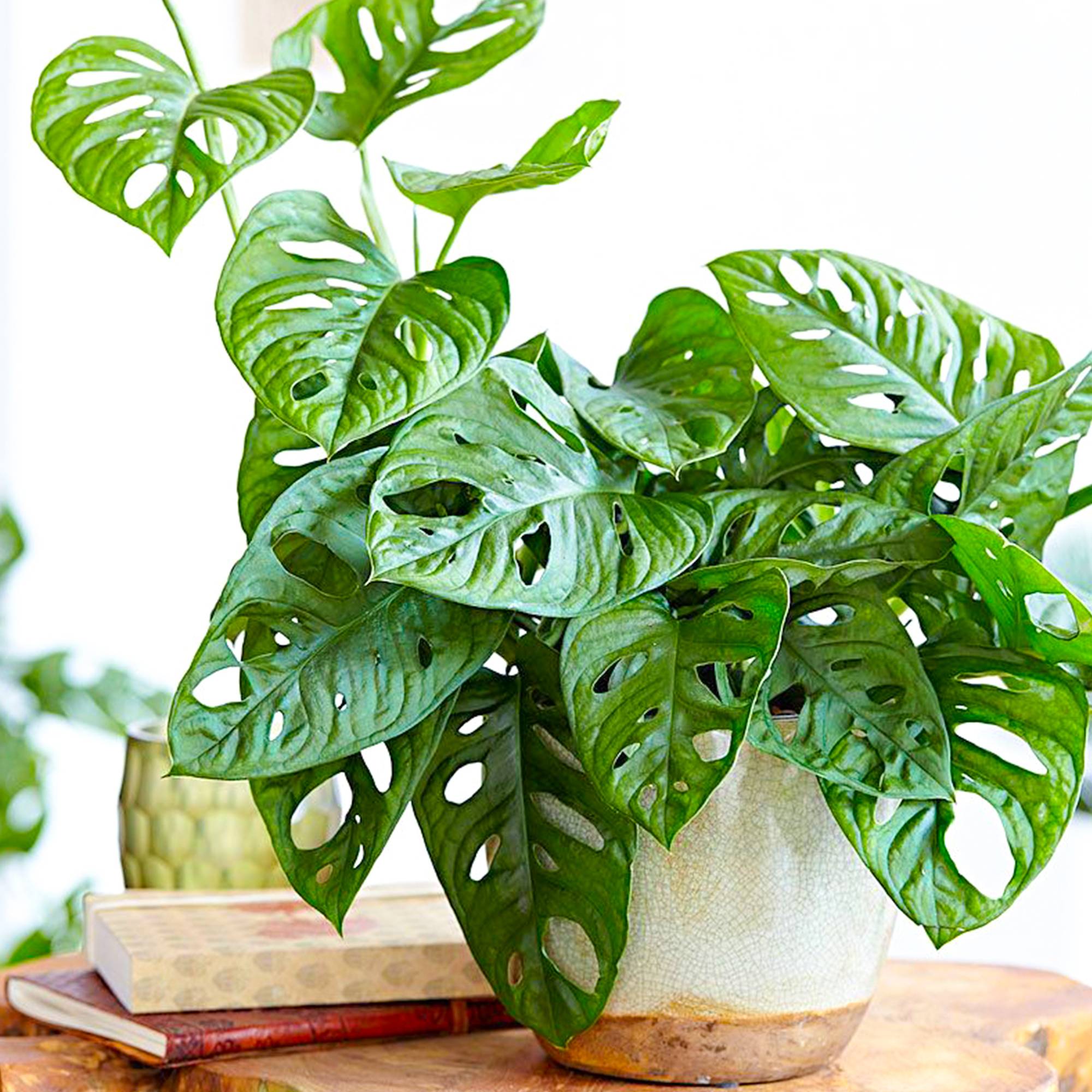 Gardenersdream - Superbe Monstera Obliqua Monstera Monkey Leaf Plante Verte D'Intérieur 20-30 Cm En Pot - GardenersDream