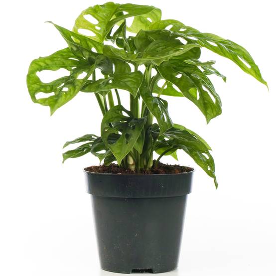 Gardenersdream - Superbe Monstera Obliqua Monstera Monkey Leaf Plante Verte D'Intérieur 20-30 Cm En Pot - GardenersDream - Image 2