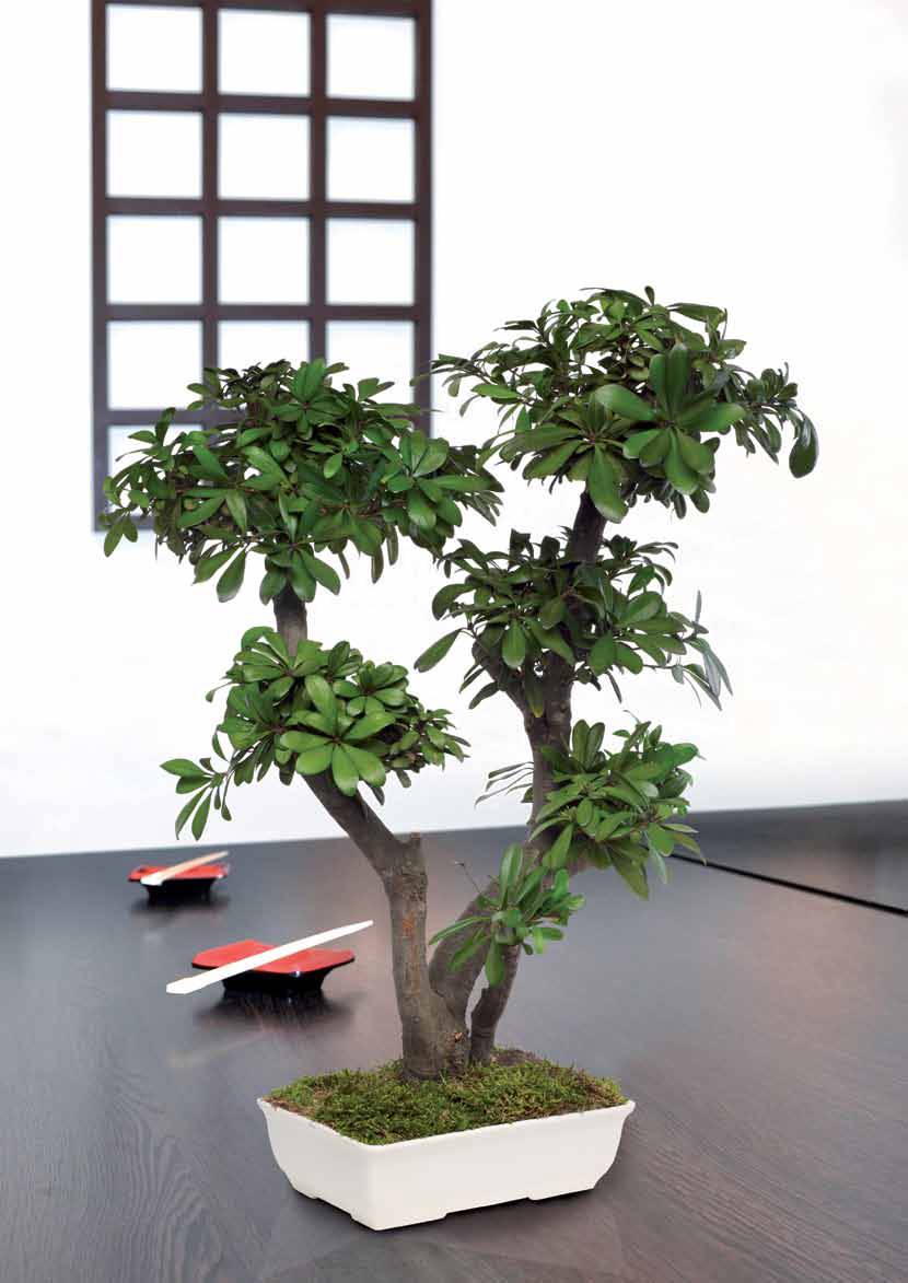 Bonsaï Stabilisé Tobira Naturel - Arbre Stabilisé - Plante d'Intérieur - 50 cm - Image 1