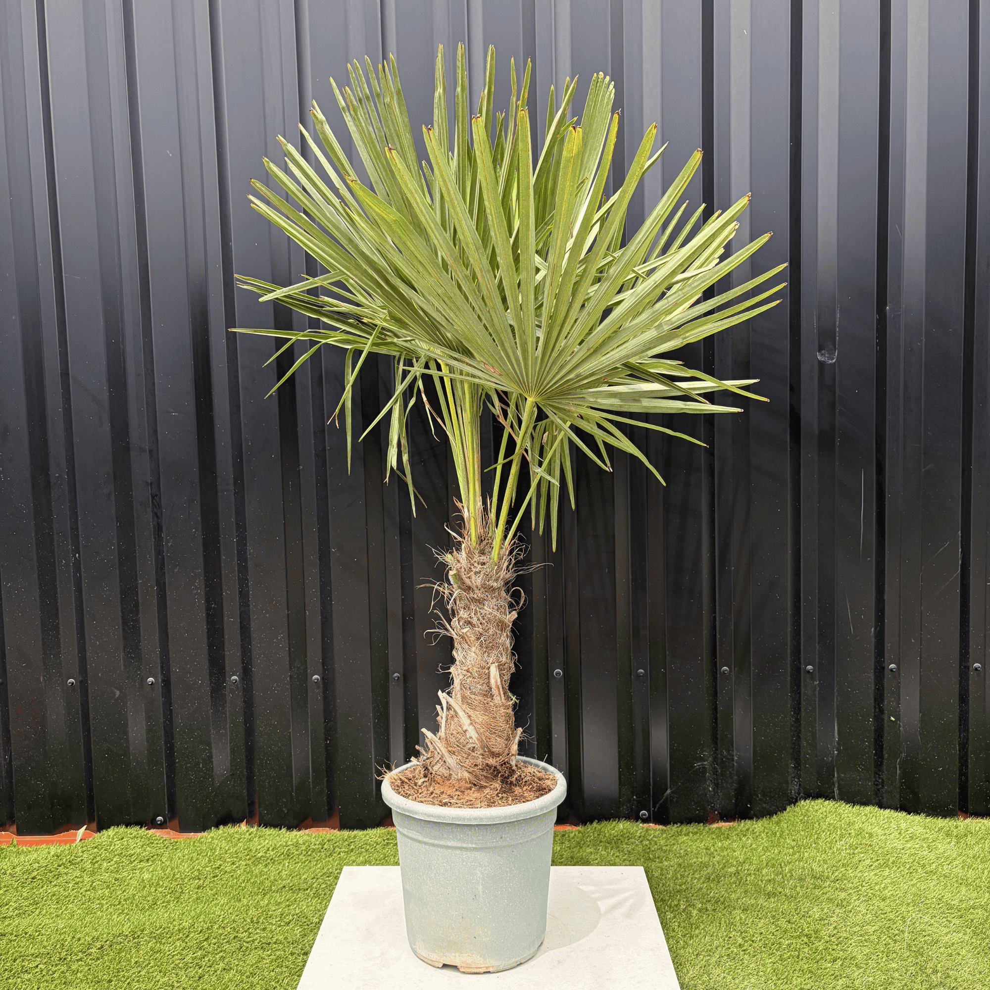 Palmier Trachycarpus Fortunei Tronc de 20/30 cm, H.120 cm - Image 1