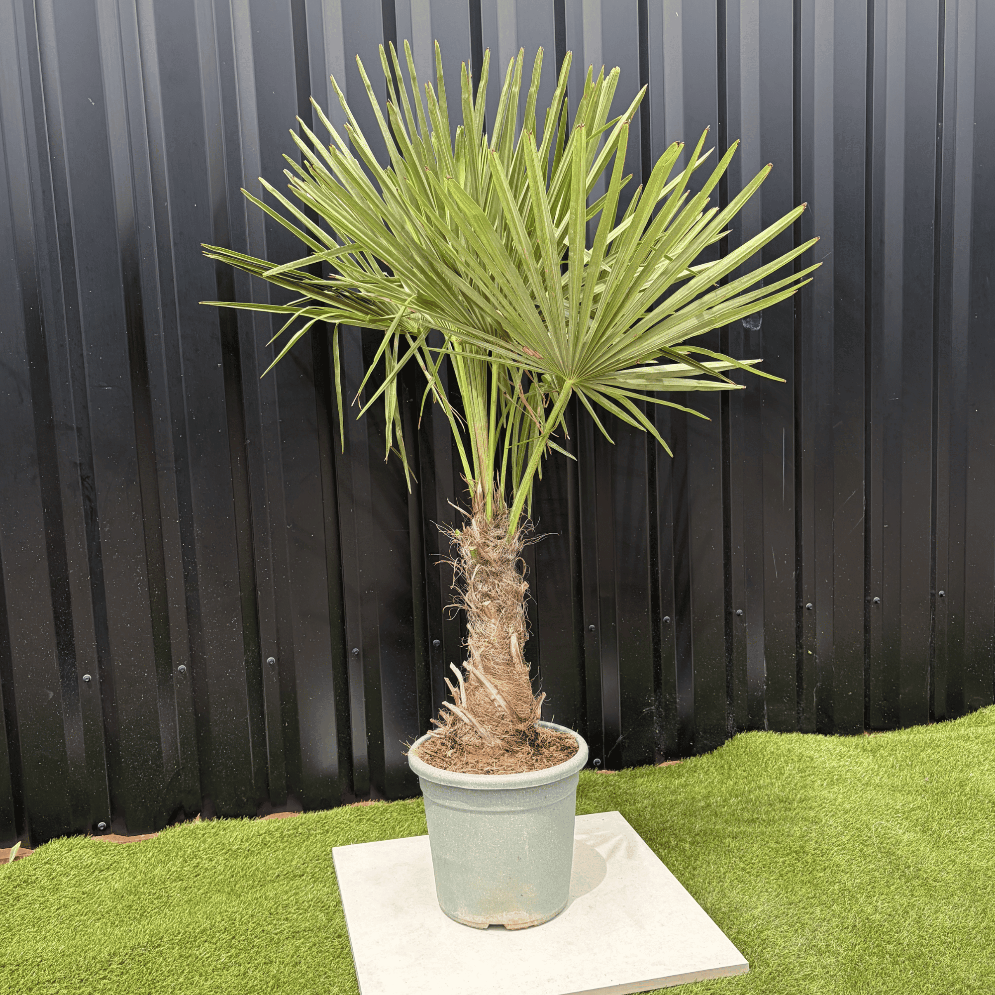 Palmier Trachycarpus Fortunei Tronc de 20/30 cm, H.120 cm - Image 3