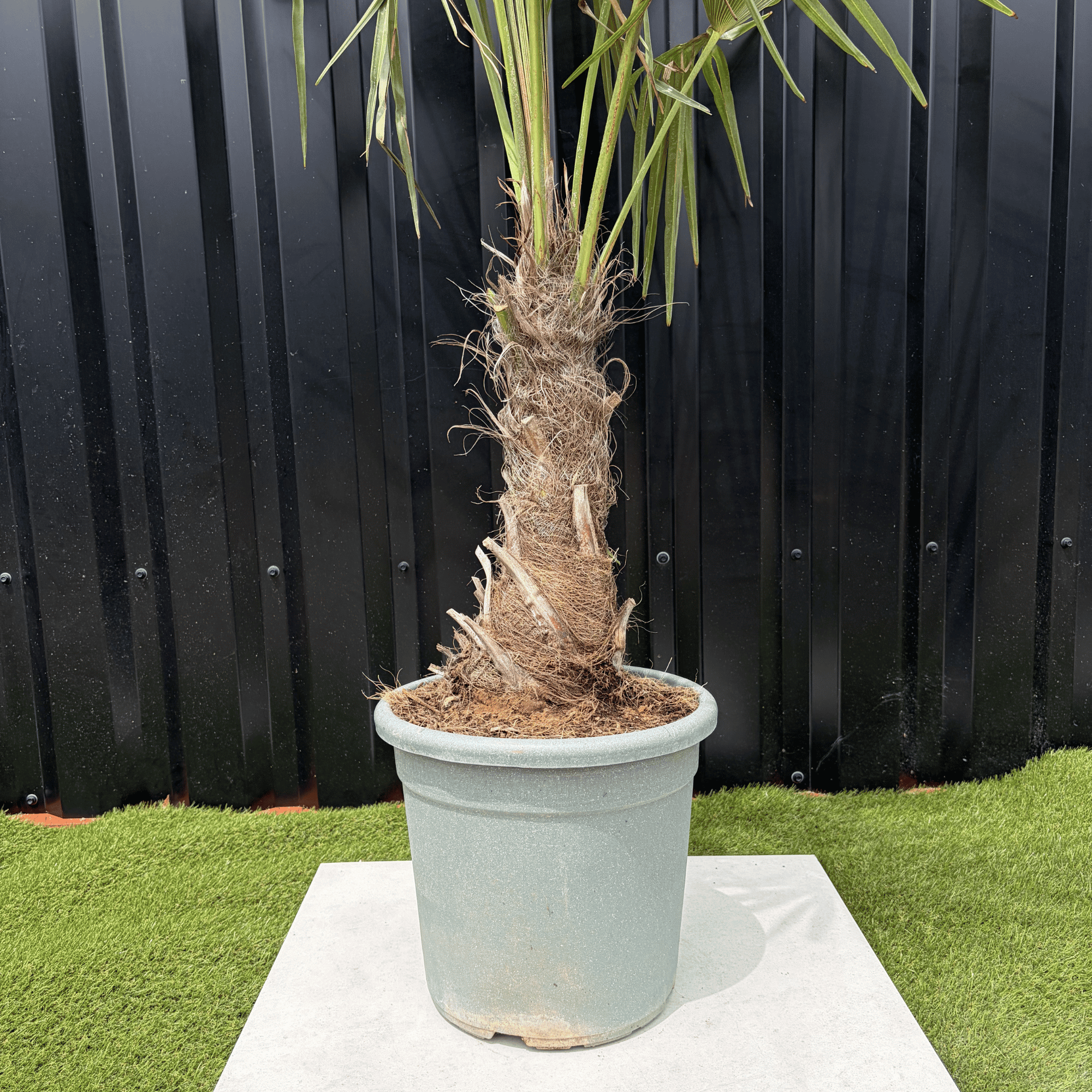 Palmier Trachycarpus Fortunei Tronc de 20/30 cm, H.120 cm - Image 4