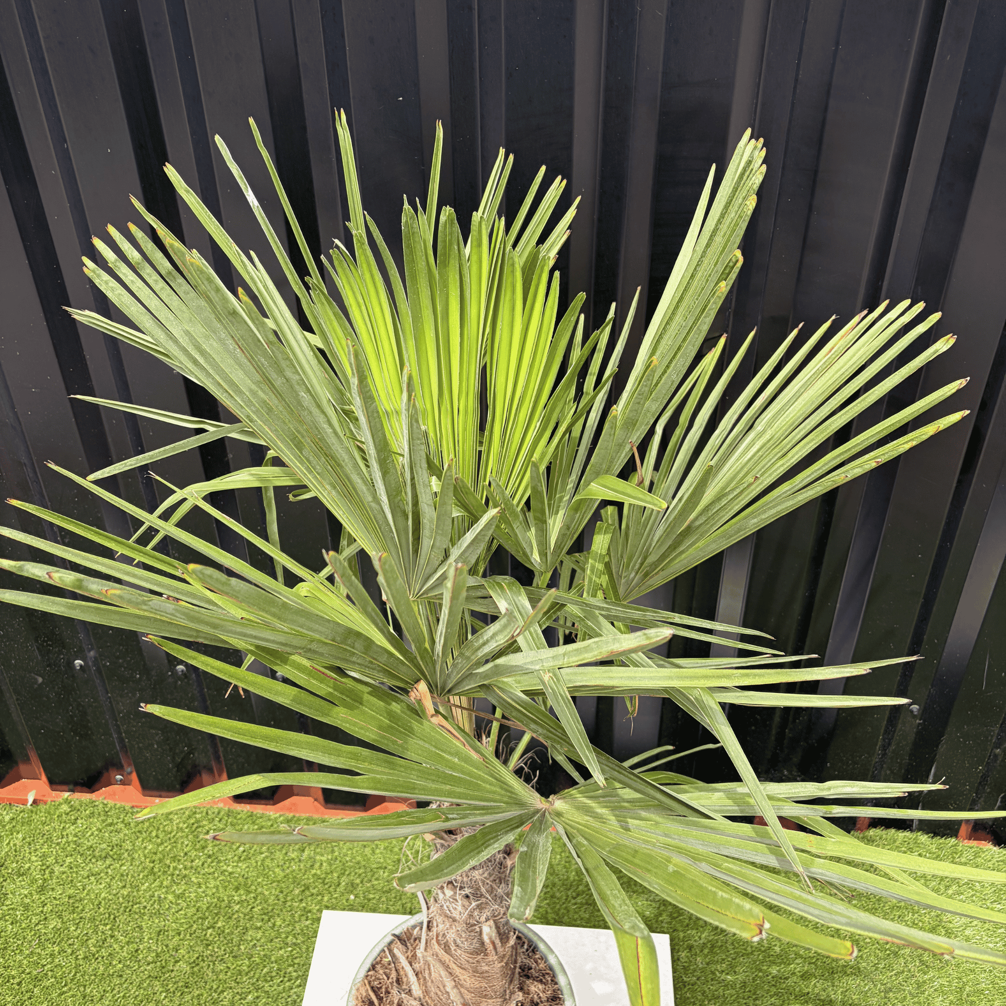 Palmier Trachycarpus Fortunei Tronc de 20/30 cm, H.120 cm - Image 2