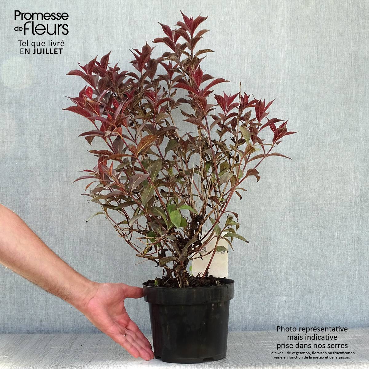 Promesse de Fleurs - Weigela florida Naomi Campbell Pot de 2L/3L - Image 2