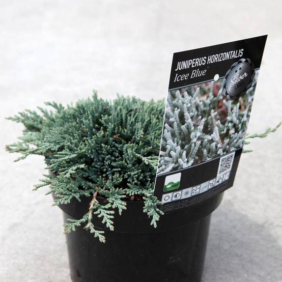 Genévrier rampant - Juniperus horizontalis Icee Blue Pot de 2L/3L - Image 1