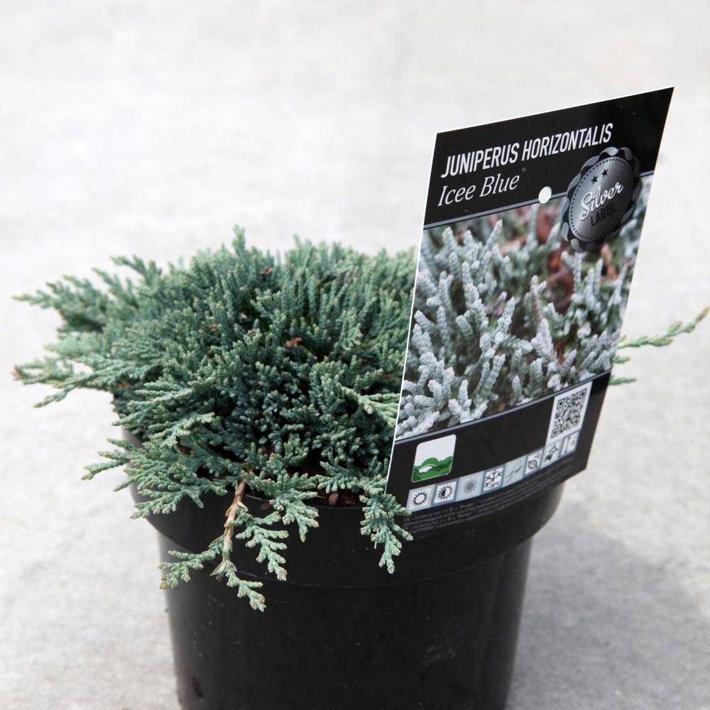 Genévrier rampant - Juniperus horizontalis Icee Blue Pot de 2L/3L - Image 1