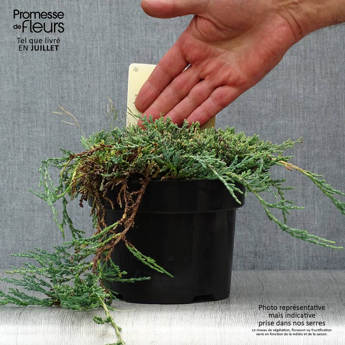 Genévrier rampant - Juniperus horizontalis Icee Blue Pot de 2L/3L - Image 2
