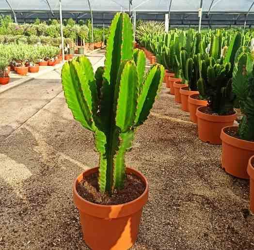 Sans Marque - Euphorbia ingens 'Candelabrum' Taille:Pot de 25L - 80/100cm - Image 1