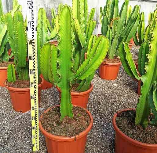 Sans Marque - Euphorbia ingens 'Candelabrum' Taille:Pot de 25L - 80/100cm - Image 2