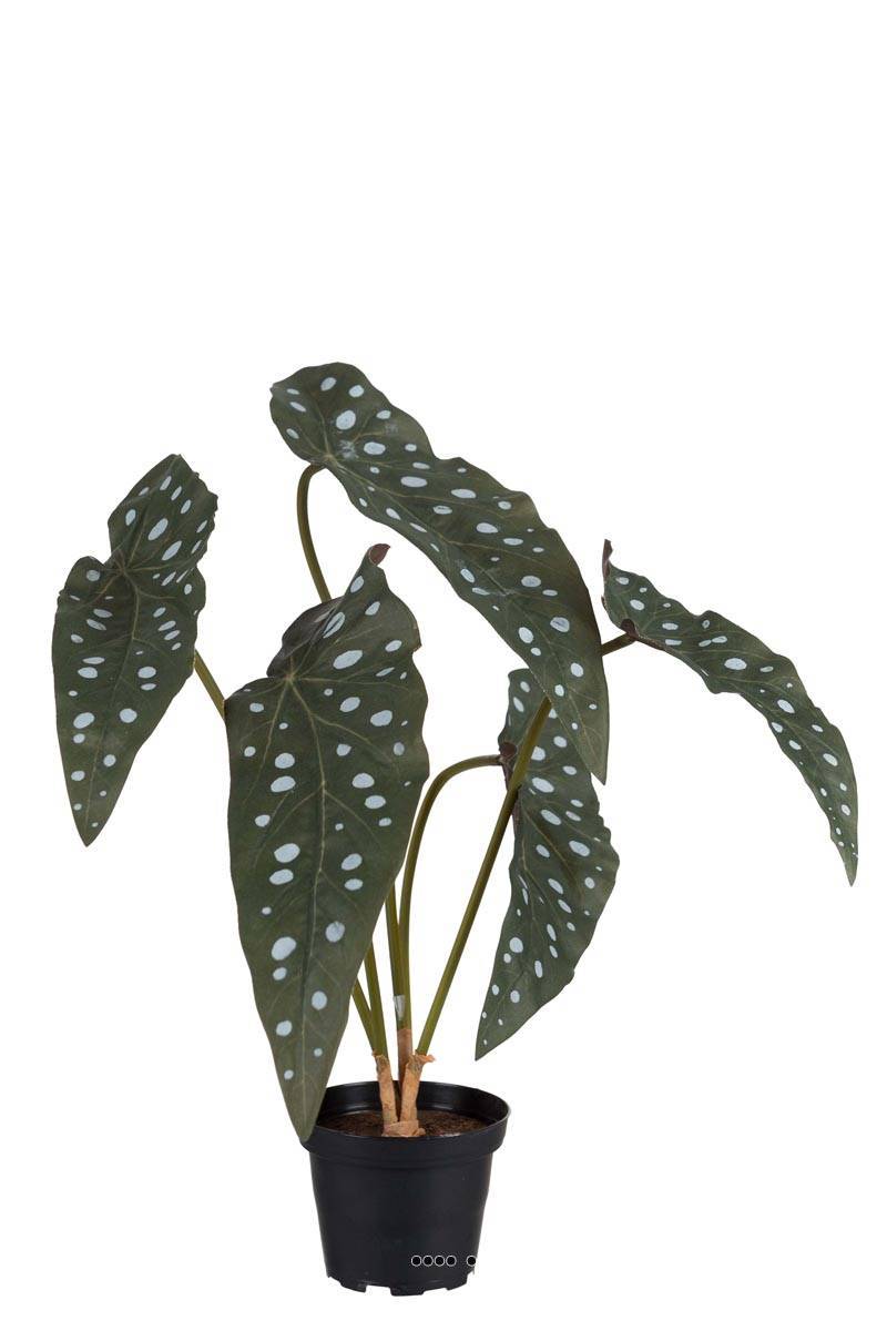 Artificielles - Begonia Maculata factice en pot, 5 grandes feuilles panachées, H35cm - Imagen 1