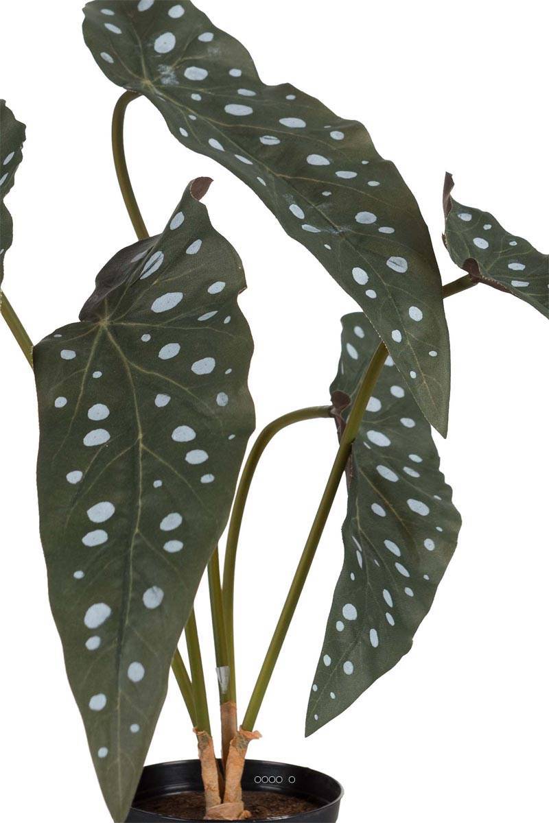 Artificielles - Begonia Maculata factice en pot, 5 grandes feuilles panachées, H35cm - Imagen 3