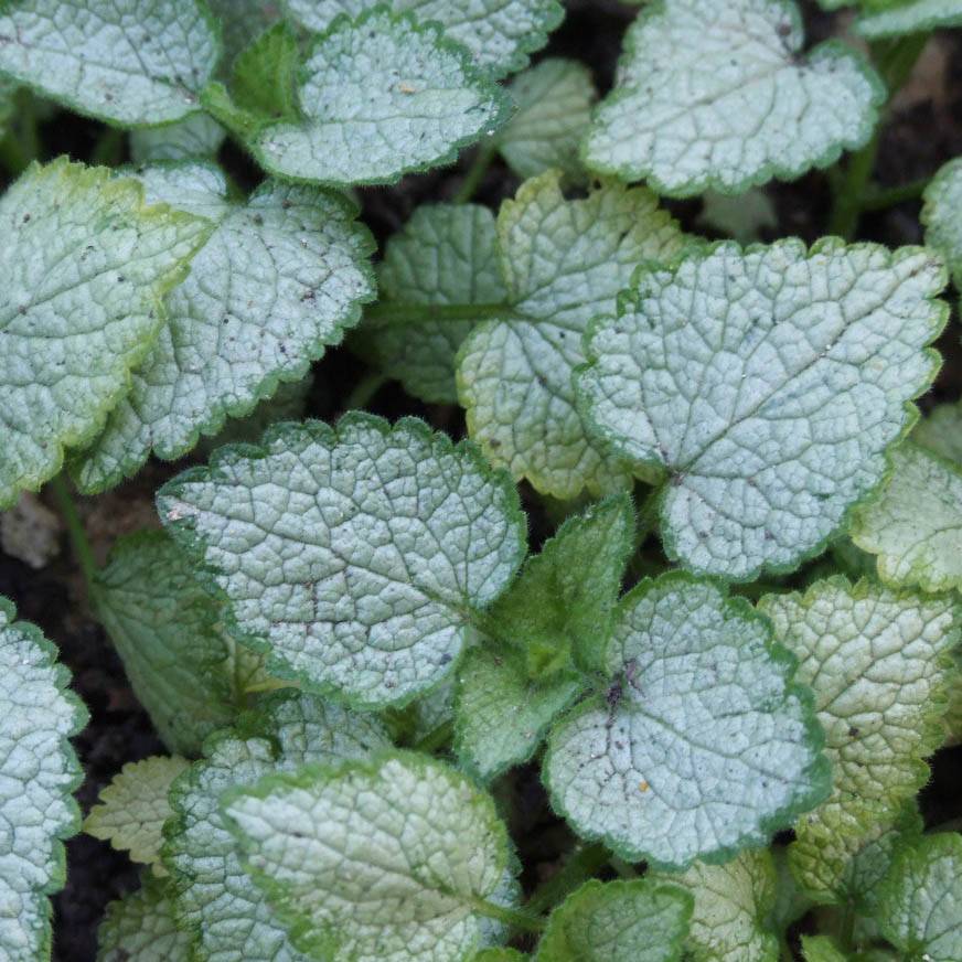 Lamium maculatum Pink Pewter - Lamier rose Godet de 8/9 cm