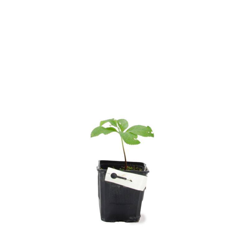 3 Hellébores Orientale 'Picotee Lady' (Helleborus Orientalis) - Lot de 3 vivaces - Pépinières Naudet - Imagen 2