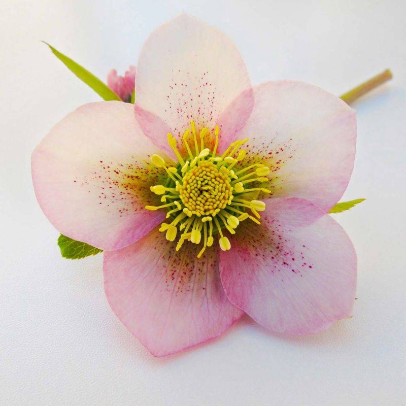 3 Hellébores Orientale 'Picotee Lady' (Helleborus Orientalis) - Lot de 3 vivaces - Pépinières Naudet - Imagen 1
