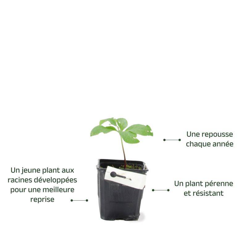3 Hellébores Orientale 'Picotee Lady' (Helleborus Orientalis) - Lot de 3 vivaces - Pépinières Naudet - Imagen 3