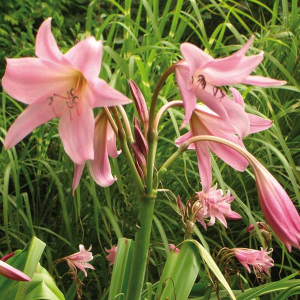 Promesse de Fleurs - Crinum Powellii Rosea - Crinole de Powell Rose Pot de 2L/3L calibre 24+