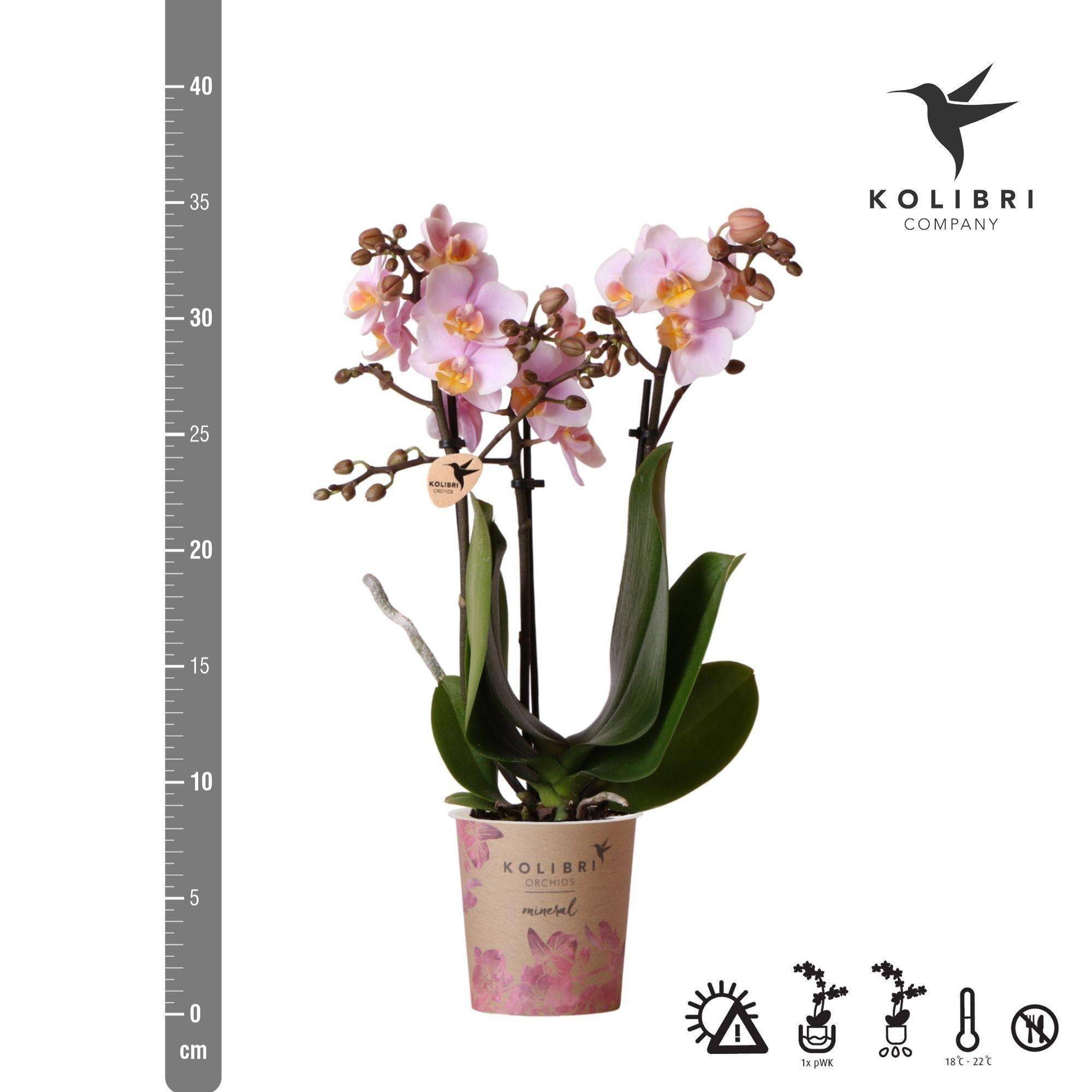 La Green Touch - Orchidée Phalaenopsis rose - Andorra - plante d'intérieur fleurie 35cm - Plante d'intérieur- La Green Touch - Imagen 6