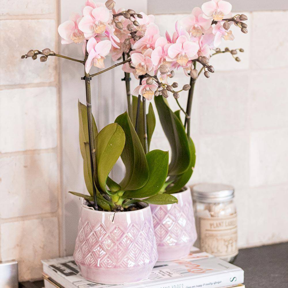 La Green Touch - Orchidée Phalaenopsis rose - Andorra - plante d'intérieur fleurie 35cm - Plante d'intérieur- La Green Touch - Imagen 5