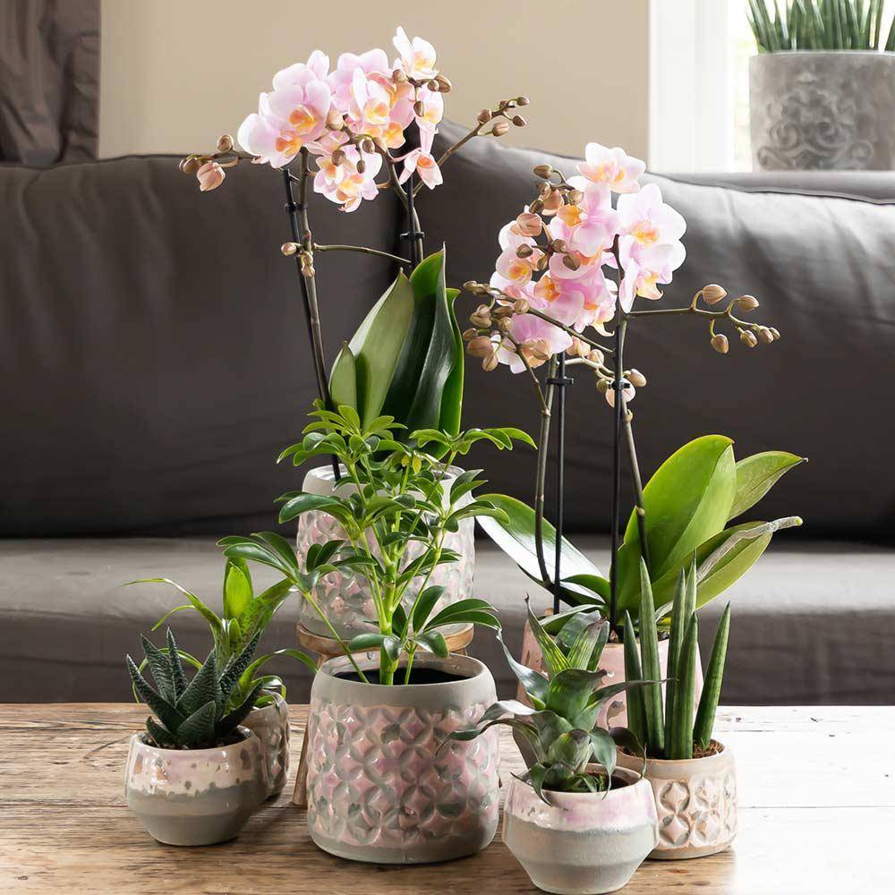 La Green Touch - Orchidée Phalaenopsis rose - Andorra - plante d'intérieur fleurie 35cm - Plante d'intérieur- La Green Touch - Imagen 4