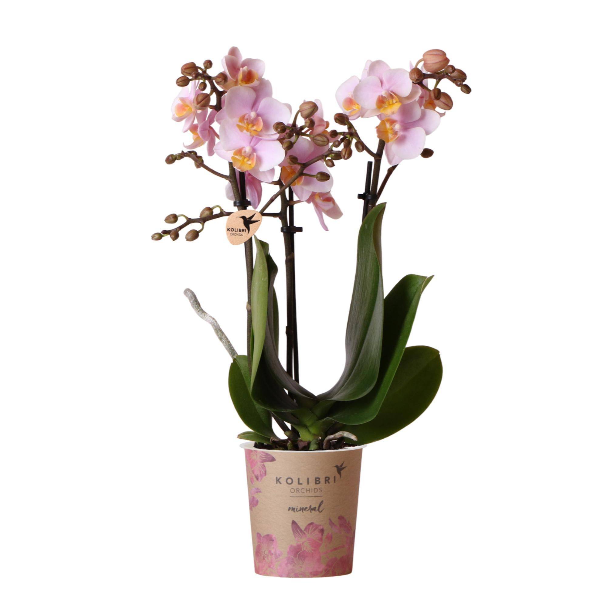 La Green Touch - Orchidée Phalaenopsis rose - Andorra - plante d'intérieur fleurie 35cm - Plante d'intérieur- La Green Touch - Imagen 1