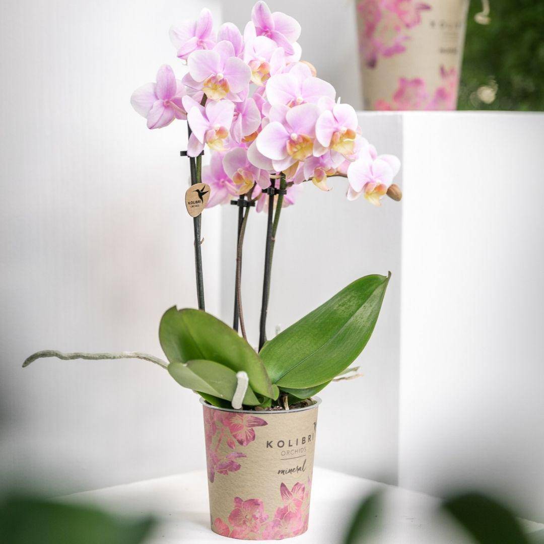 La Green Touch - Orchidée Phalaenopsis rose - Andorra - plante d'intérieur fleurie 35cm - Plante d'intérieur- La Green Touch - Imagen 2