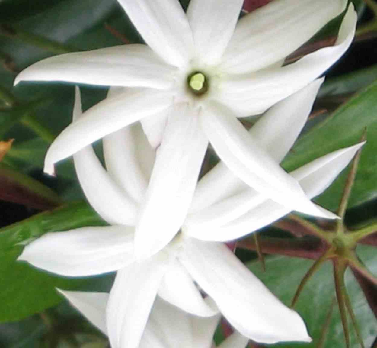 Sans Marque - Jasminum nitidum (Jasmin Aile d'Ange) Couleur floraison:Blanc - Taille:Pot de 2 litres - 30/50 cm - Image 1