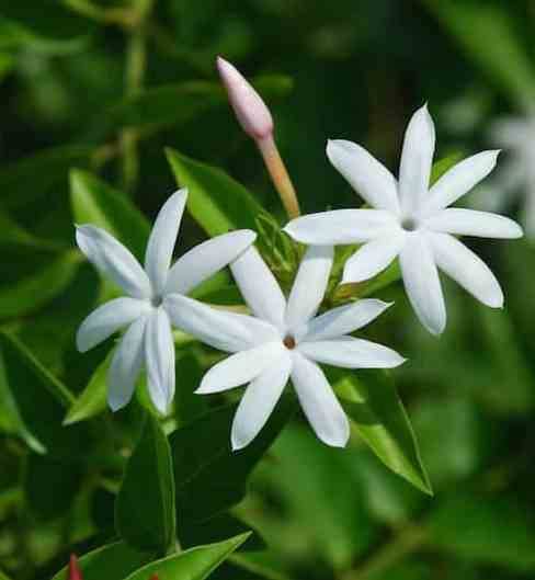 Sans Marque - Jasminum nitidum (Jasmin Aile d'Ange) Couleur floraison:Blanc - Taille:Pot de 2 litres - 30/50 cm - Image 2