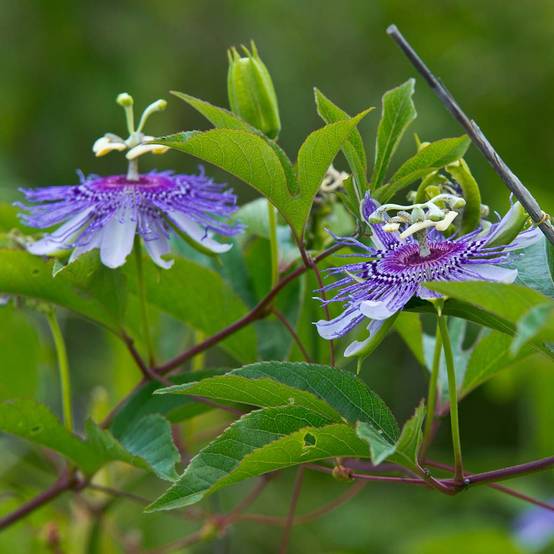 Promesse de Fleurs - Passiflora incarnata - Passiflore officinale Pot de 2L/3L