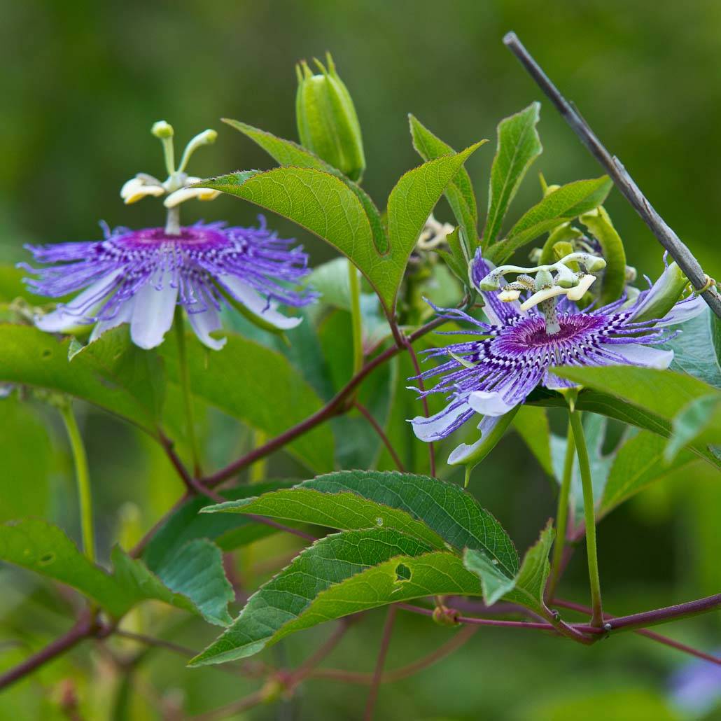 Promesse de Fleurs - Passiflora incarnata - Passiflore officinale Pot de 2L/3L