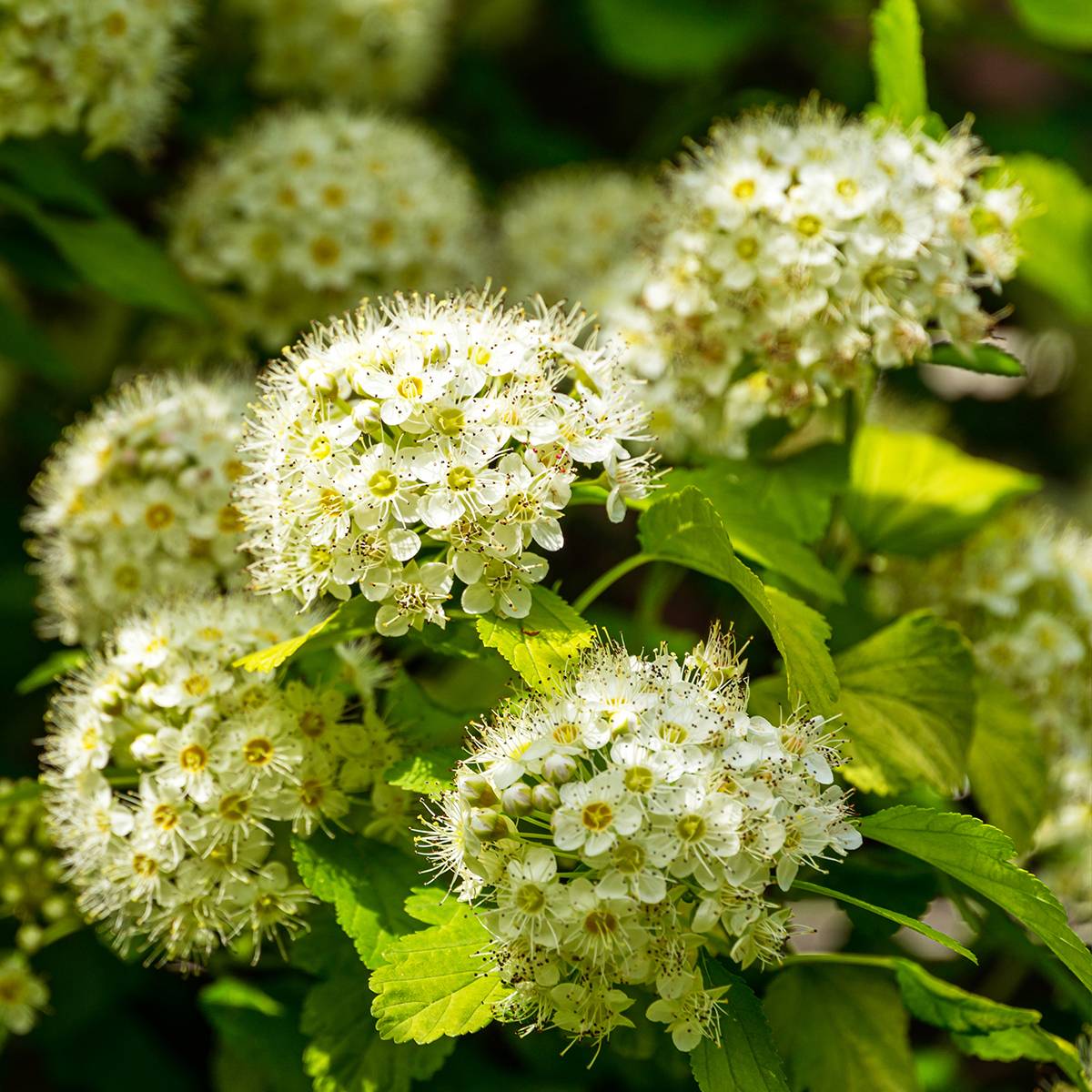 Promesse de Fleurs - Physocarpus opulifolius Nugget - Physocarpe Godet de 8/9 cm