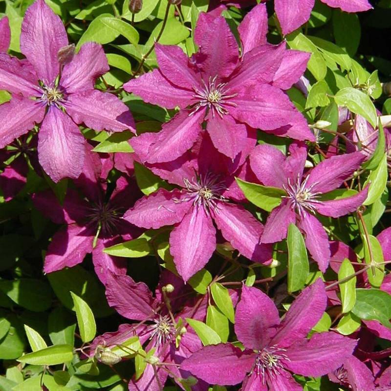 Clématite Ruutel à fleurs Rouge - feuillage Caduc - Pot de 2L - Tuteur bambou 60/90 cm-  hauteur à maturité De 1,50 m à 2,00 m - Imagen 5