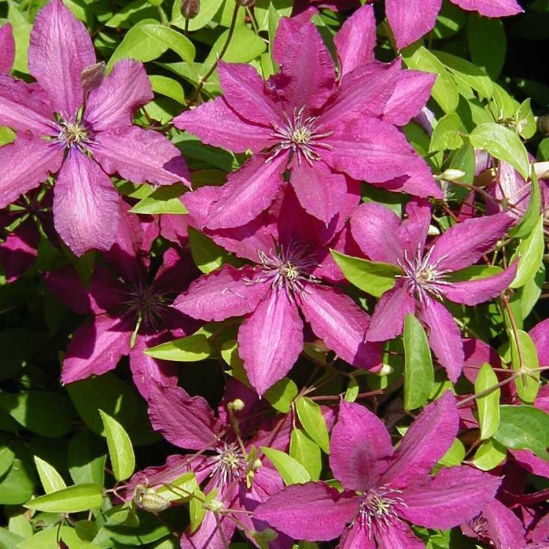 Clématite Ruutel à fleurs Rouge - feuillage Caduc - Pot de 2L - Tuteur bambou 60/90 cm-  hauteur à maturité De 1,50 m à 2,00 m - Imagen 1