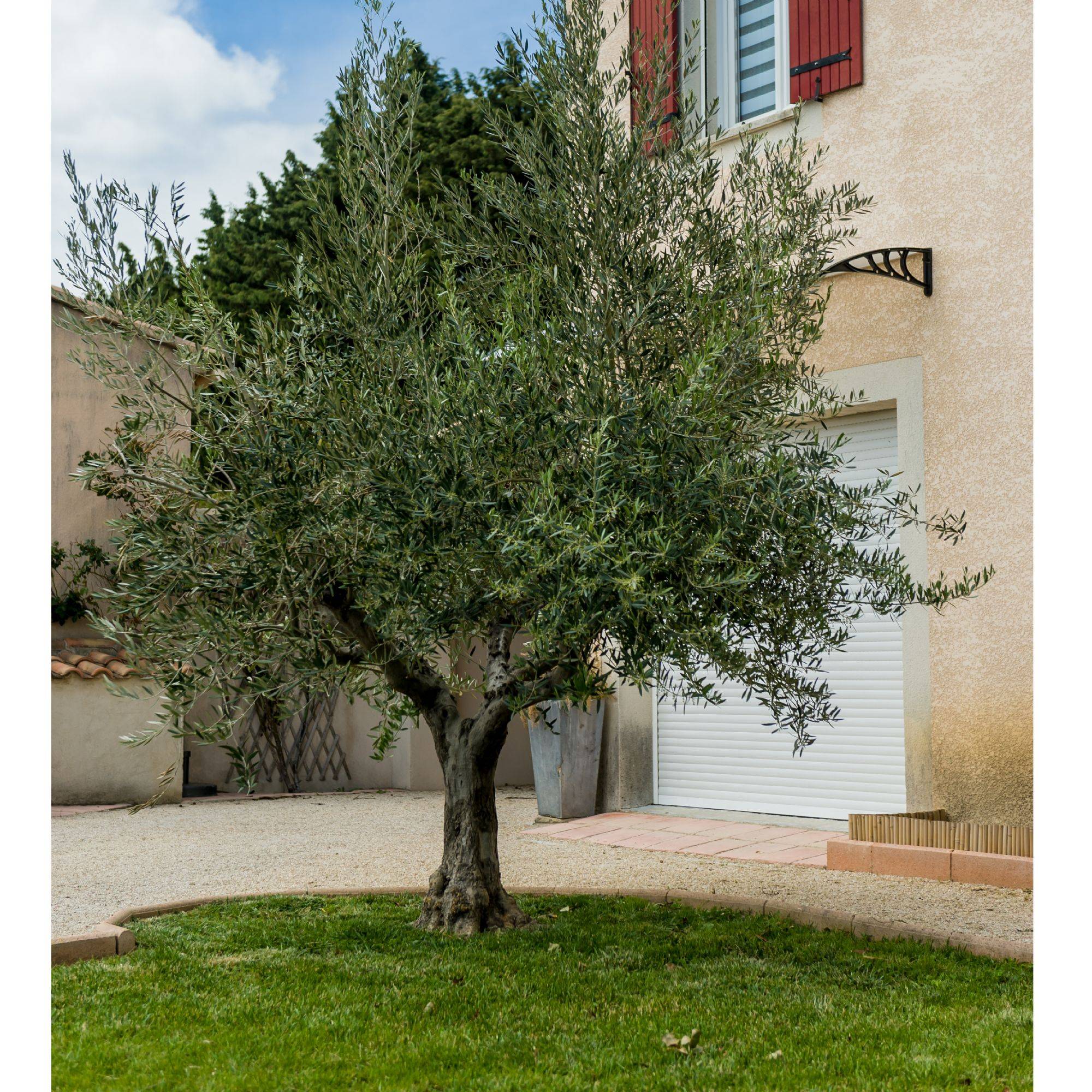 WERKA PRO - Filet à olives 50g/m2 WERKA PRO - 7 x 7m - 49m² - Image 3
