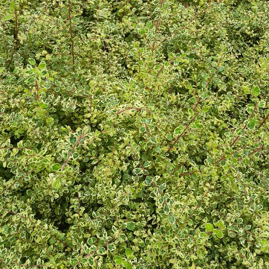 Symphorine de Chenault Fiesta Berry - Symphoricarpos chenaultii Pot de 2L/3L - Image 1