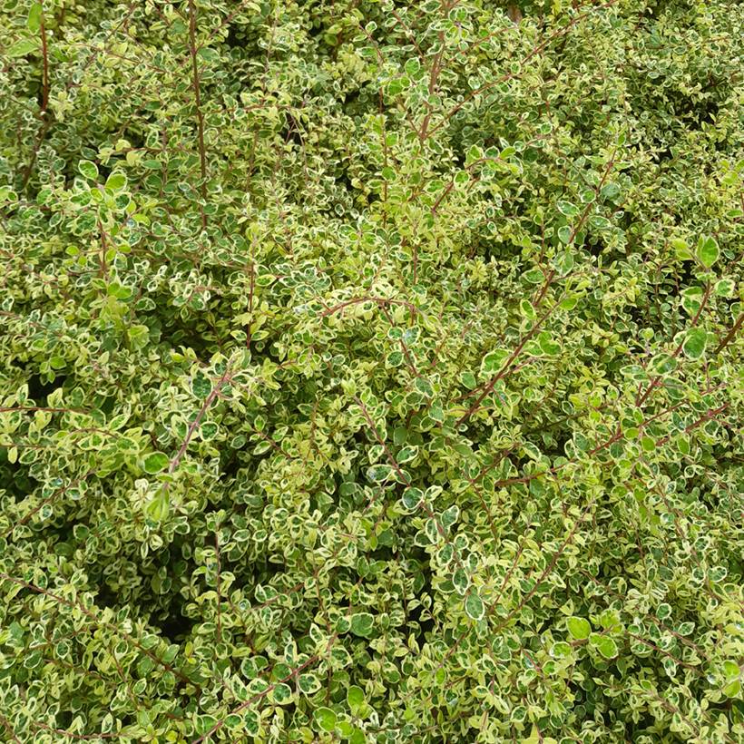 Symphorine de Chenault Fiesta Berry - Symphoricarpos chenaultii Pot de 2L/3L