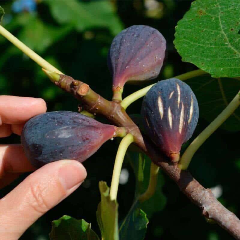 Figuier 'Noir de Caromb' (Ficus carica 'Noir de Caromb') - Conteneur 1,5L - Pépinières Naudet - Imagen 1