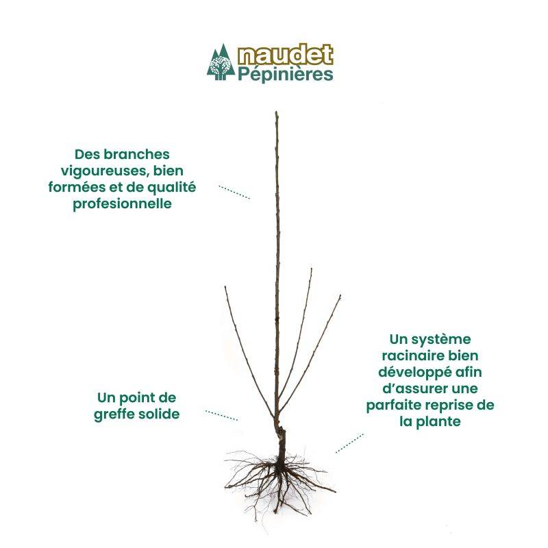 Figuier 'Noir de Caromb' (Ficus carica 'Noir de Caromb') - Conteneur 1,5L - Pépinières Naudet - Imagen 4