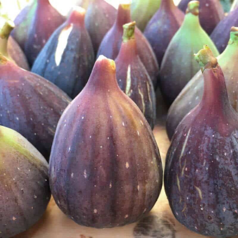 Figuier 'Noir de Caromb' (Ficus carica 'Noir de Caromb') - Conteneur 1,5L - Pépinières Naudet - Imagen 2