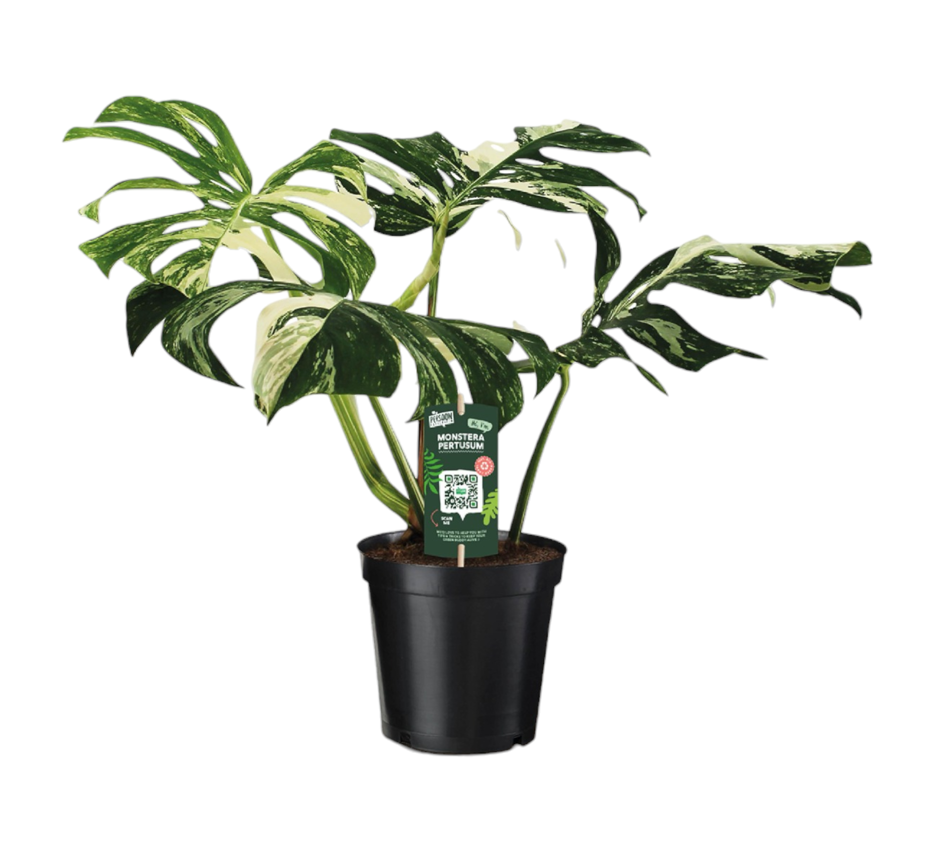 Monstera pertusum variegeta 50cm - Plante d'intérieur- La Green Touch - Imagen 1