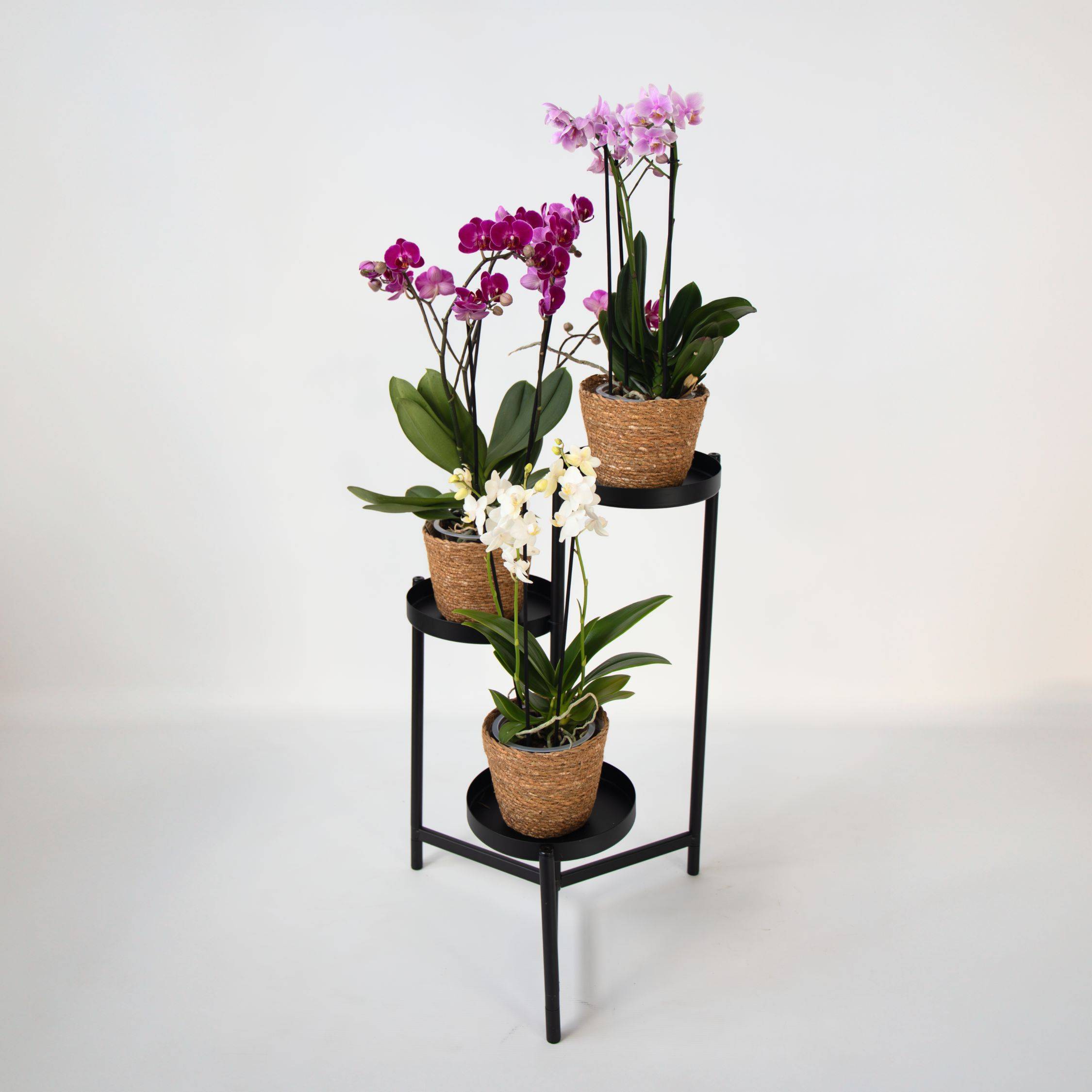 Orchidée - x3 - Phalaenopsis Multiflora dans panier - Hauteur 35-45cm - ⌀12cm - Image 2